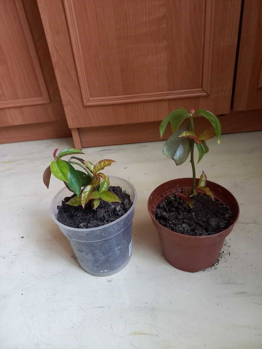 Продам комнатные цветы