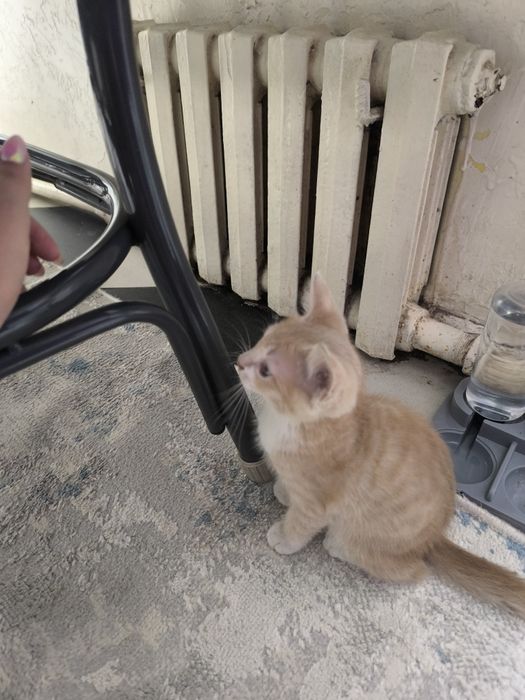Отдам котенка в хорошие руки