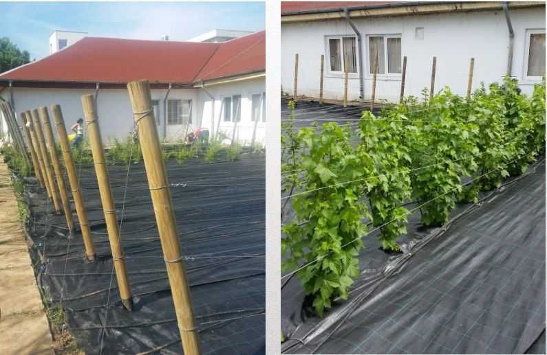 AGROTEXTIL/Folie Mulcire/Folie Anti-Buruieni 100g/m²!Tratatate UV