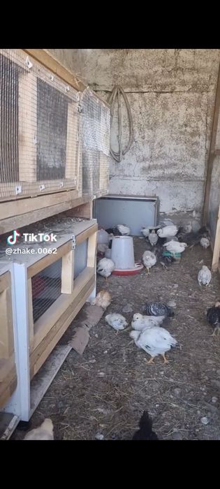 Куры  продам петух
