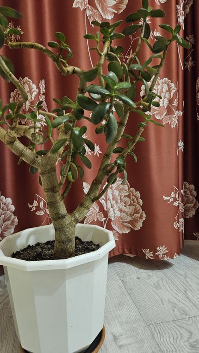 Денежное дерево продам