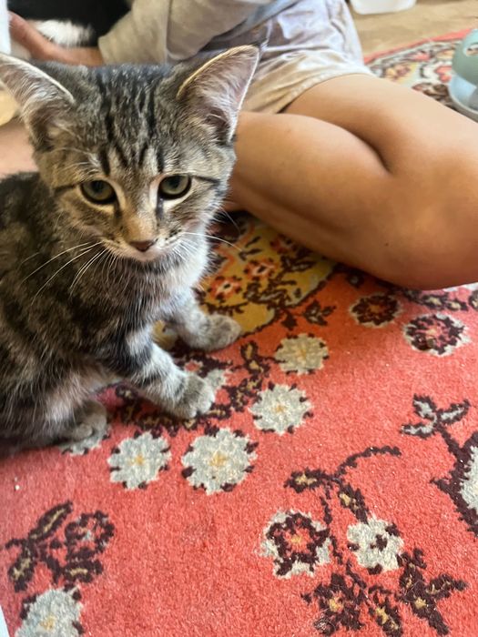 5 месячные котята ищут дом