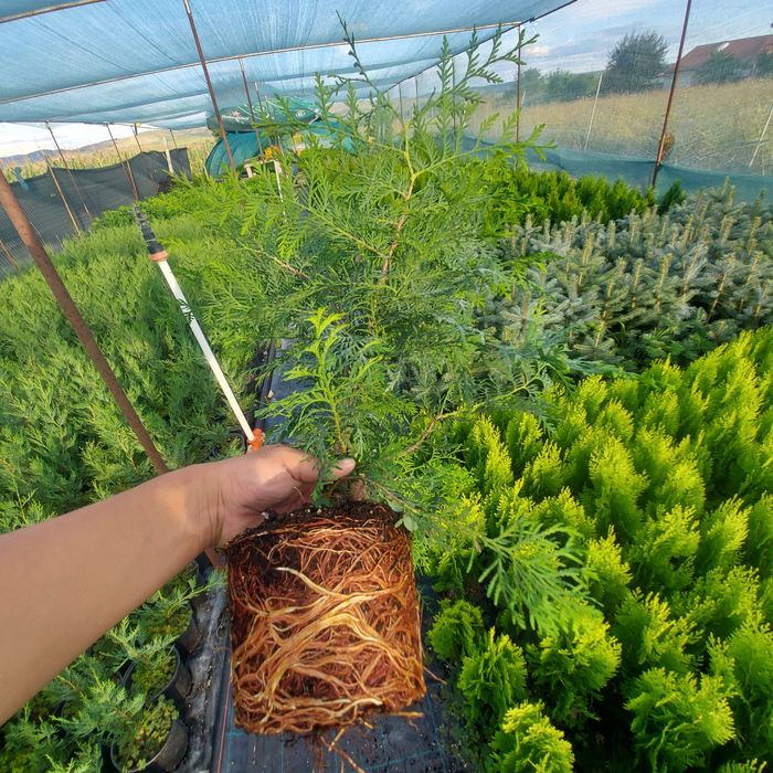 Tuia Danica Glob / Leylandii / Tuia Auriu / Smaragd / Prunus Laurocir.