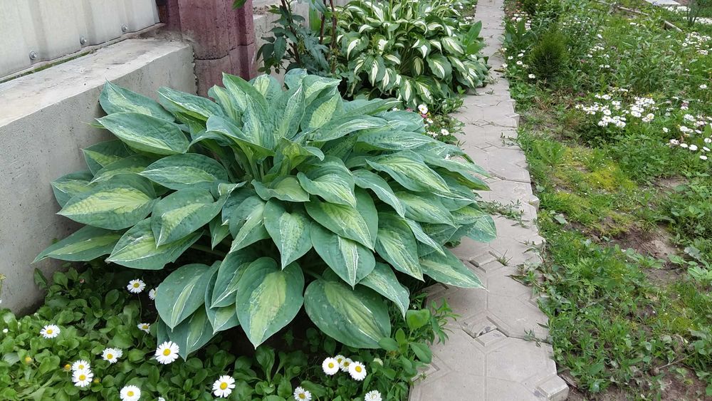 Продам саженцы хосты разных сортов