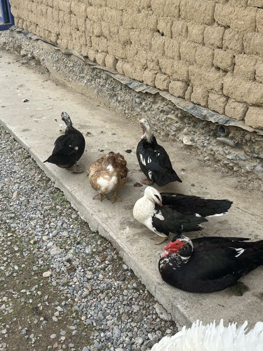 Продам индаутку срочно
