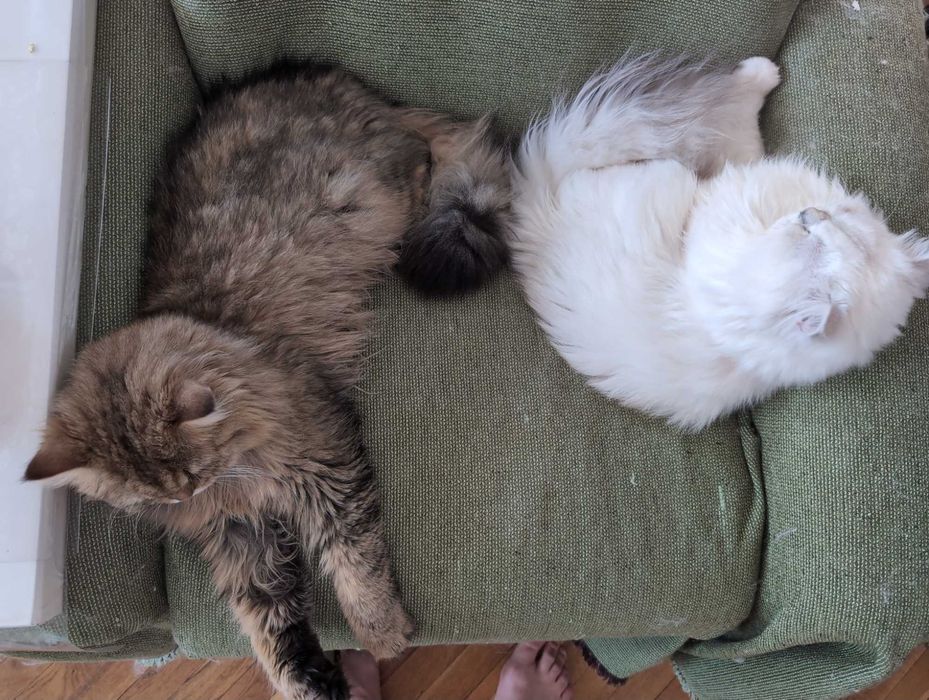 Мъжки котарак за Разплод