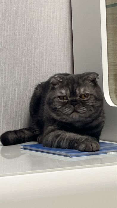 В добрые руки, кот