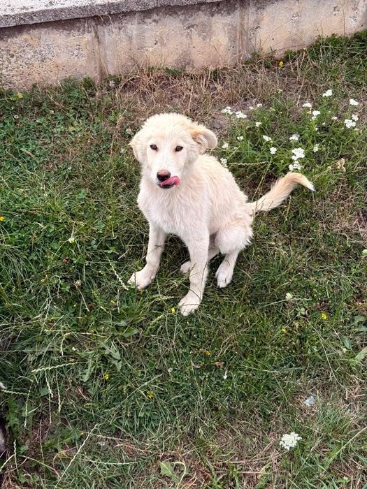 Cățel pentru adopție