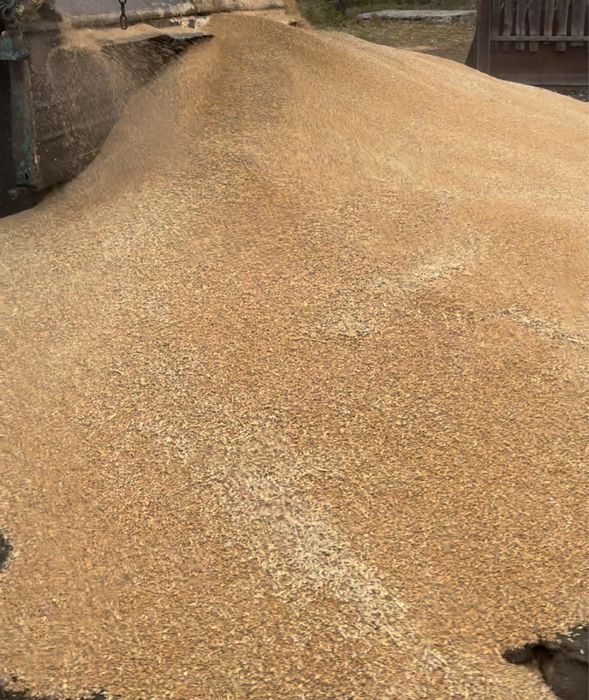 Продам пшеницу мешко 5000 тенге