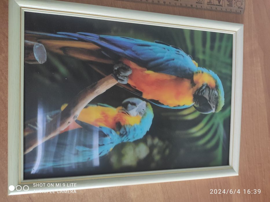 Продам стереоскопические картины