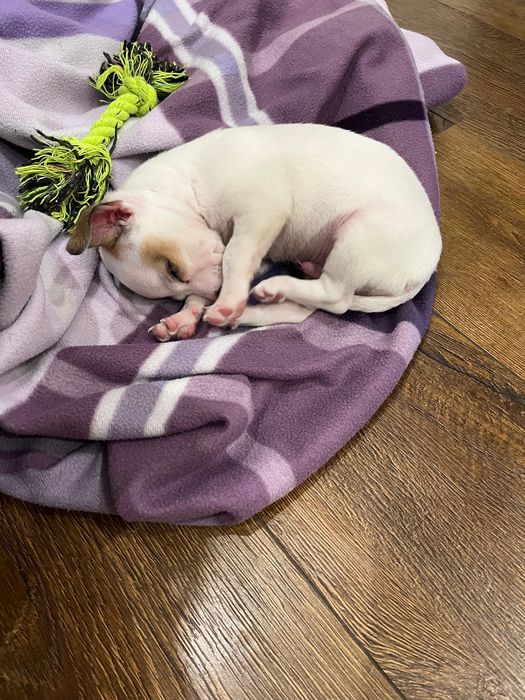 Мъжки чихупинчер