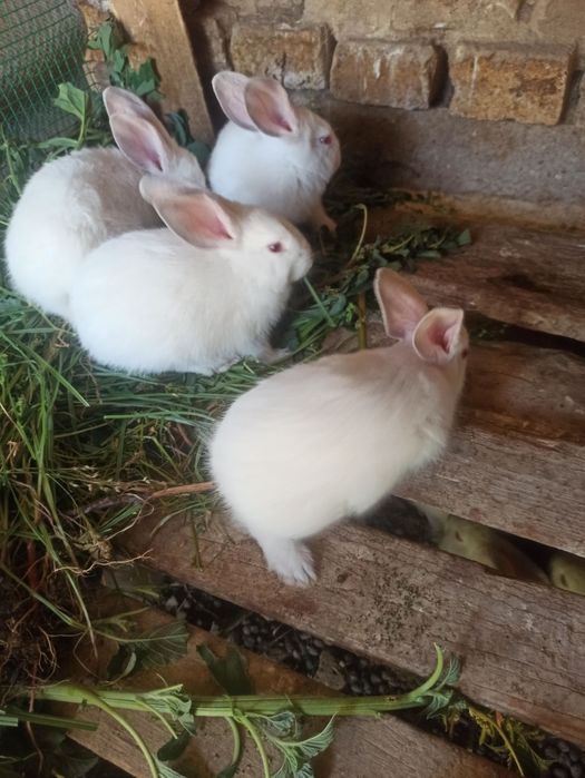 Quyon,HIKOL bollari sotiladi