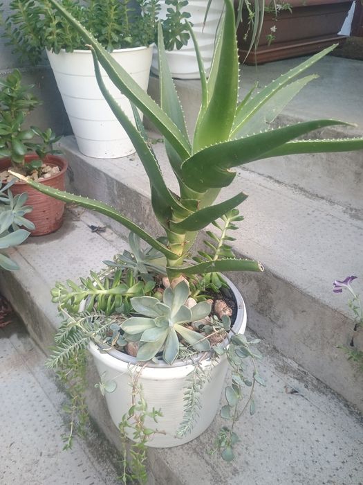 Aranjamente florale de exterior cu plante suculente