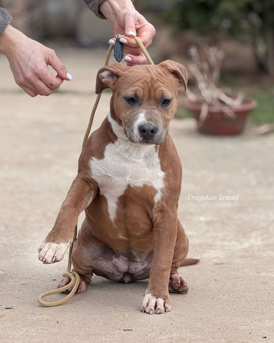 Femela amstaff rasă pură cu pedigree