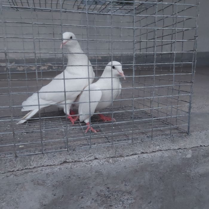 Бели Иран пара гатовый