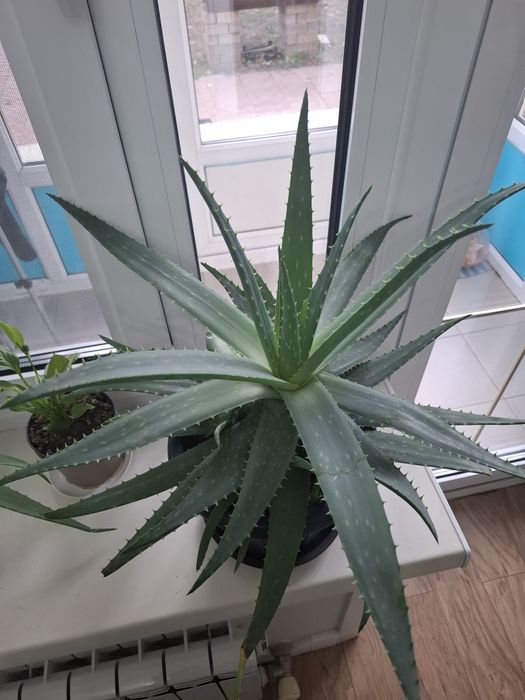 Комнатные растения-алое вера