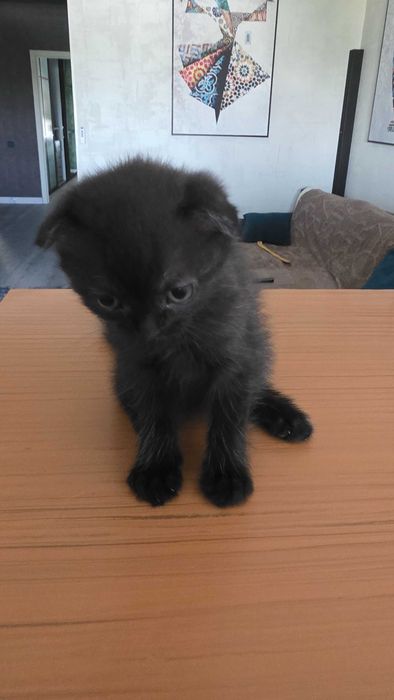 Котенок скотиш-фолд