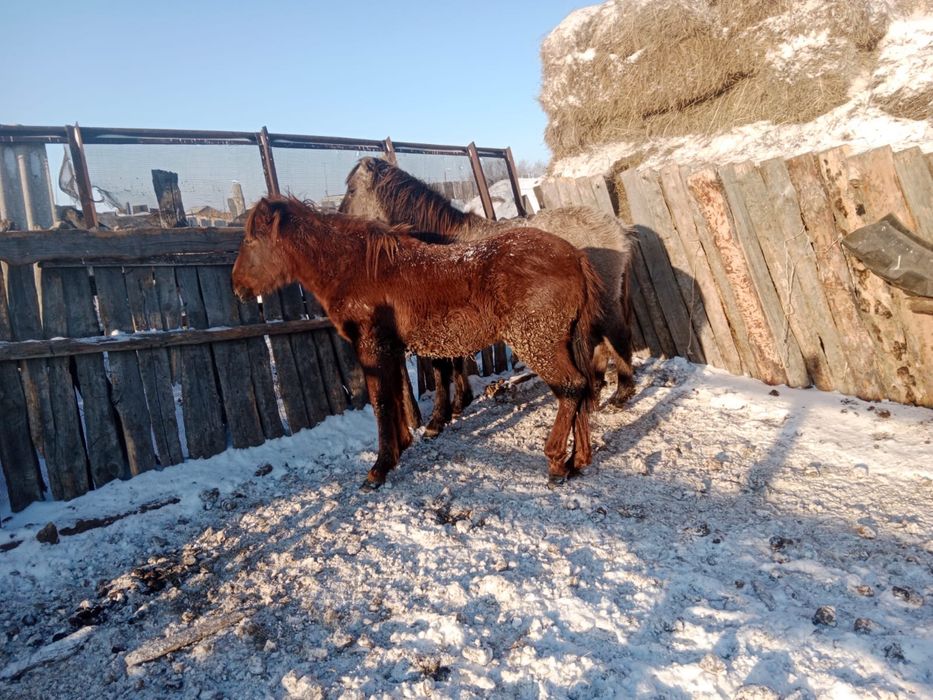 Кобылка полторашка