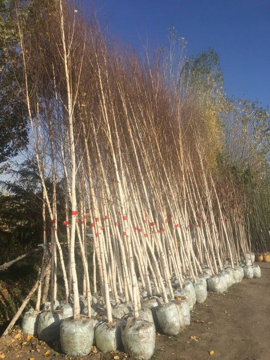 Palma sotiladi srochna