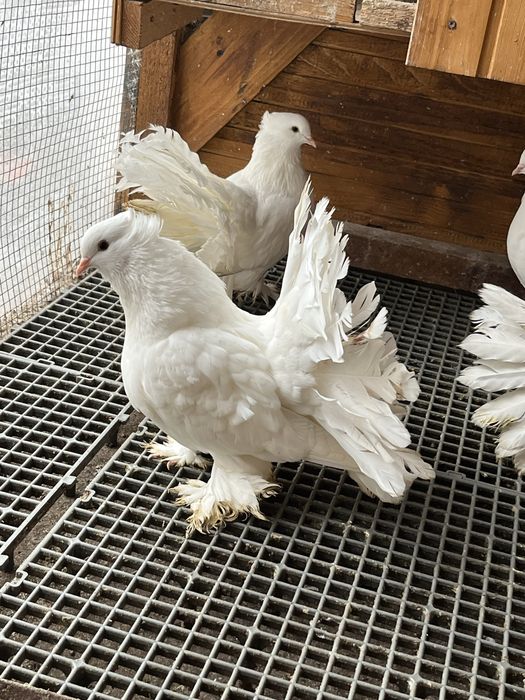 Porumbeii voltați indieni