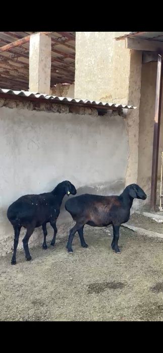 Арашан гиссар саулық қойлар