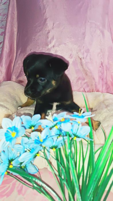 Шикарные  девочки