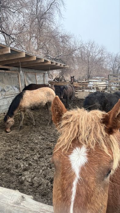 Байтал 3 бас құнан 2 бас  сатылады   Шелекте