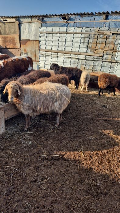 Токты,кой сатылады