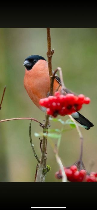 Снегири пара дикие