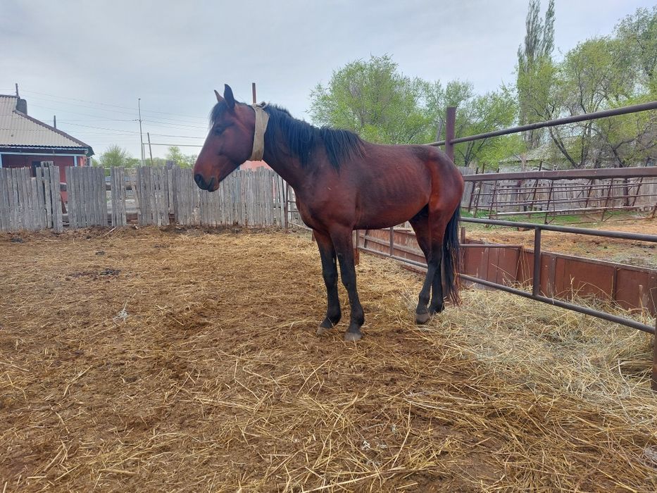 Дөнен  4 (төртте)