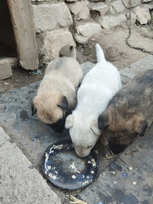 Отдам в хорошие руки