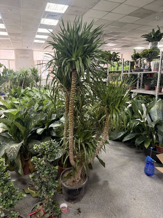 Драцена Драко очень пышная