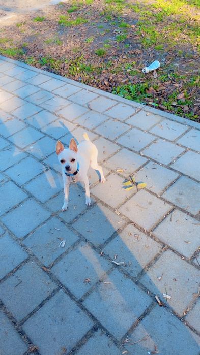 Куче Чихуахуа 7 месечно