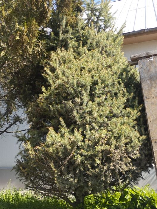 Продам ёлки ёлка