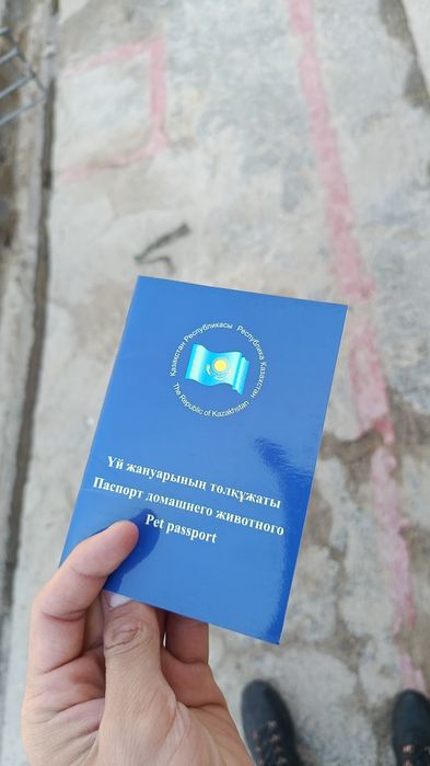 Бельгийский овчарка