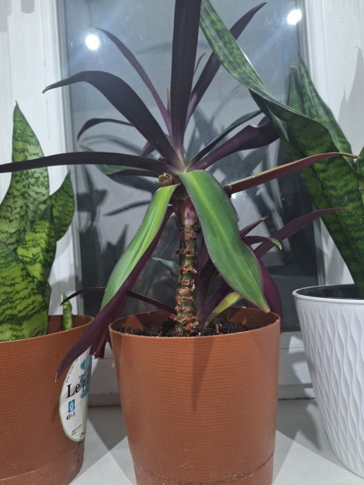 Комнатные цветы .