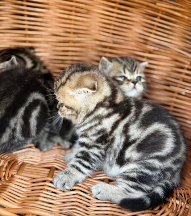 Роскошные Котята