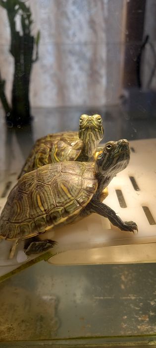 Красноухая черепаха