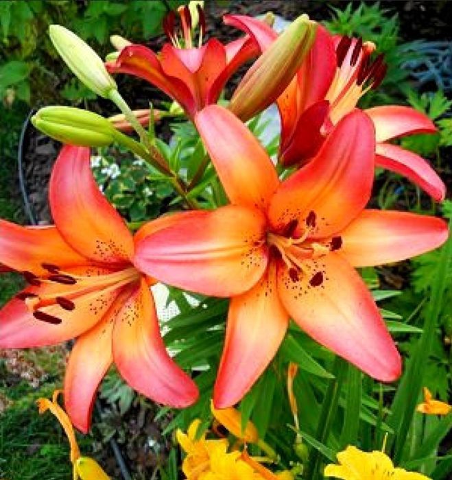 Bulbi crini asiatici,10 culori