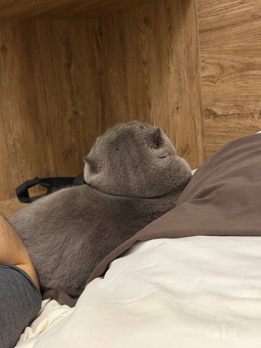 ПРОДАЕТСЯ шотландская вислоухая кошка (Scottish Fold)
