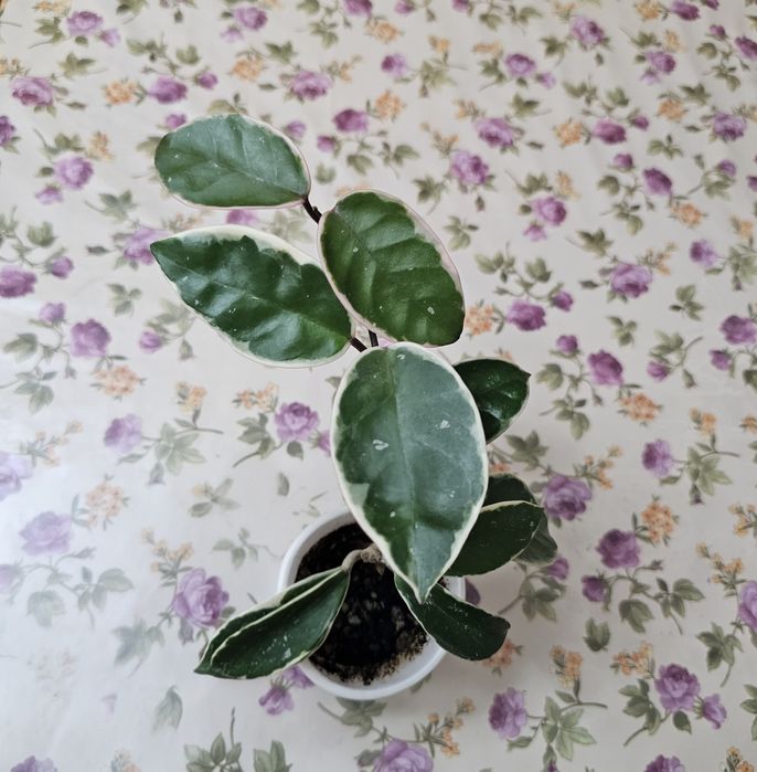 Филодендрон и хойи в наличие