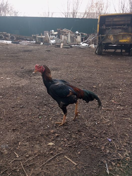 Байцовые срочно продам