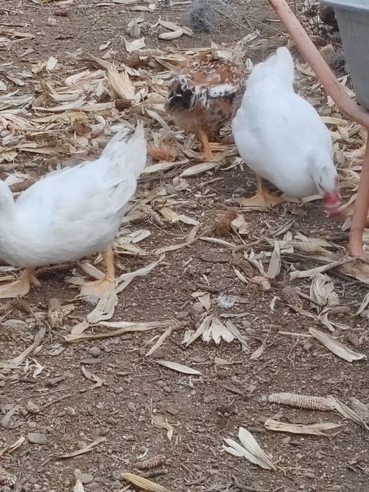 Vând 6 rațe mute crescute bio