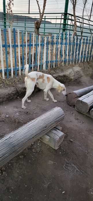 Потеряшка наверно