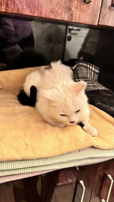 Кошечка отдам даром