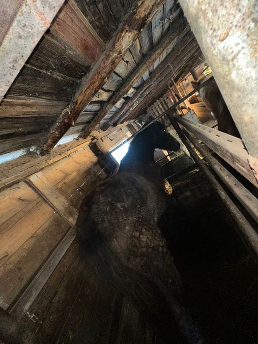 Согым жырный