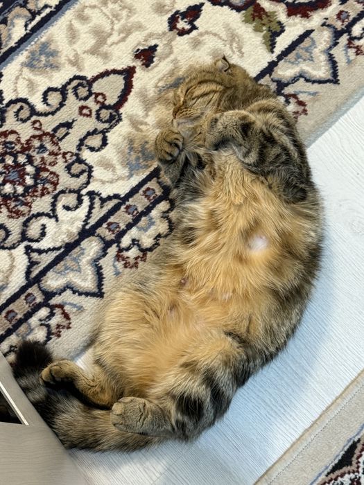 Срочна сотилади…!