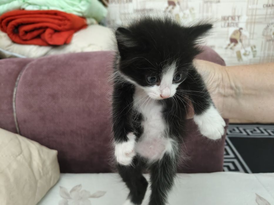отдам котят ласковых
