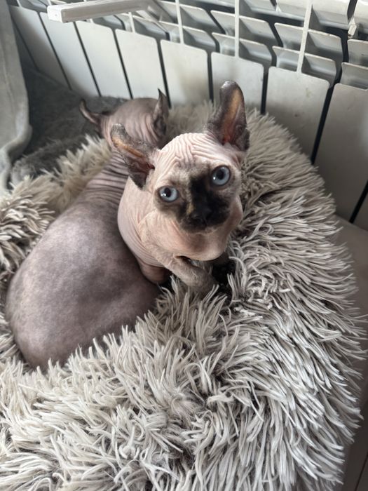 Канадский сфинкс эльф