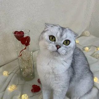 Шотланская кошка в хорошие руки